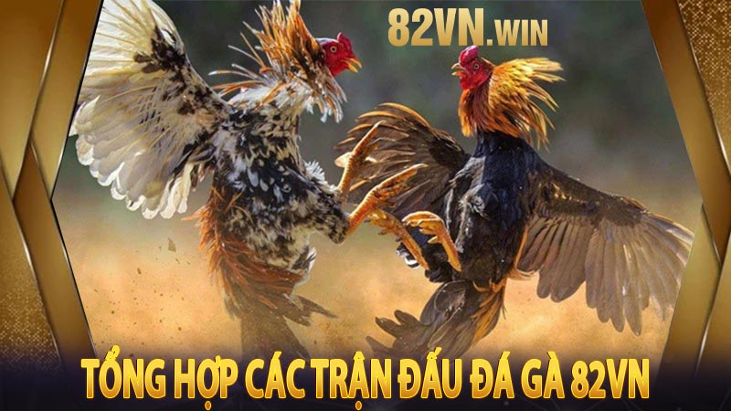 Tổng hợp các trận đấu đá gà 82VN